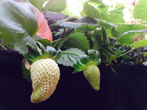 bila-strawberries
